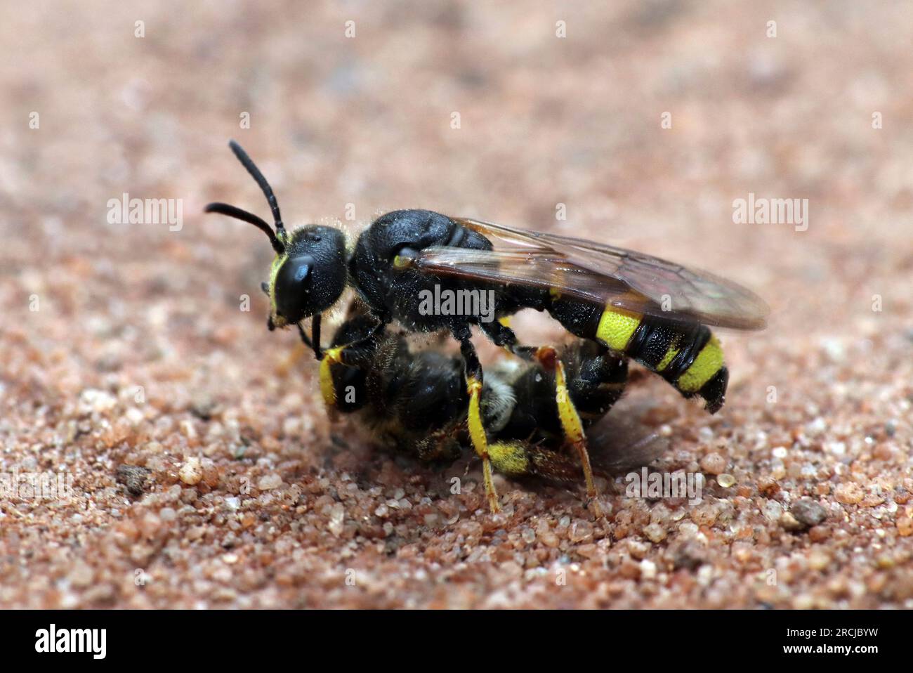 Kunstvoll verzierter Digger Wasp Cerceris rybyensis mit Mining Bee Beute Stockfoto