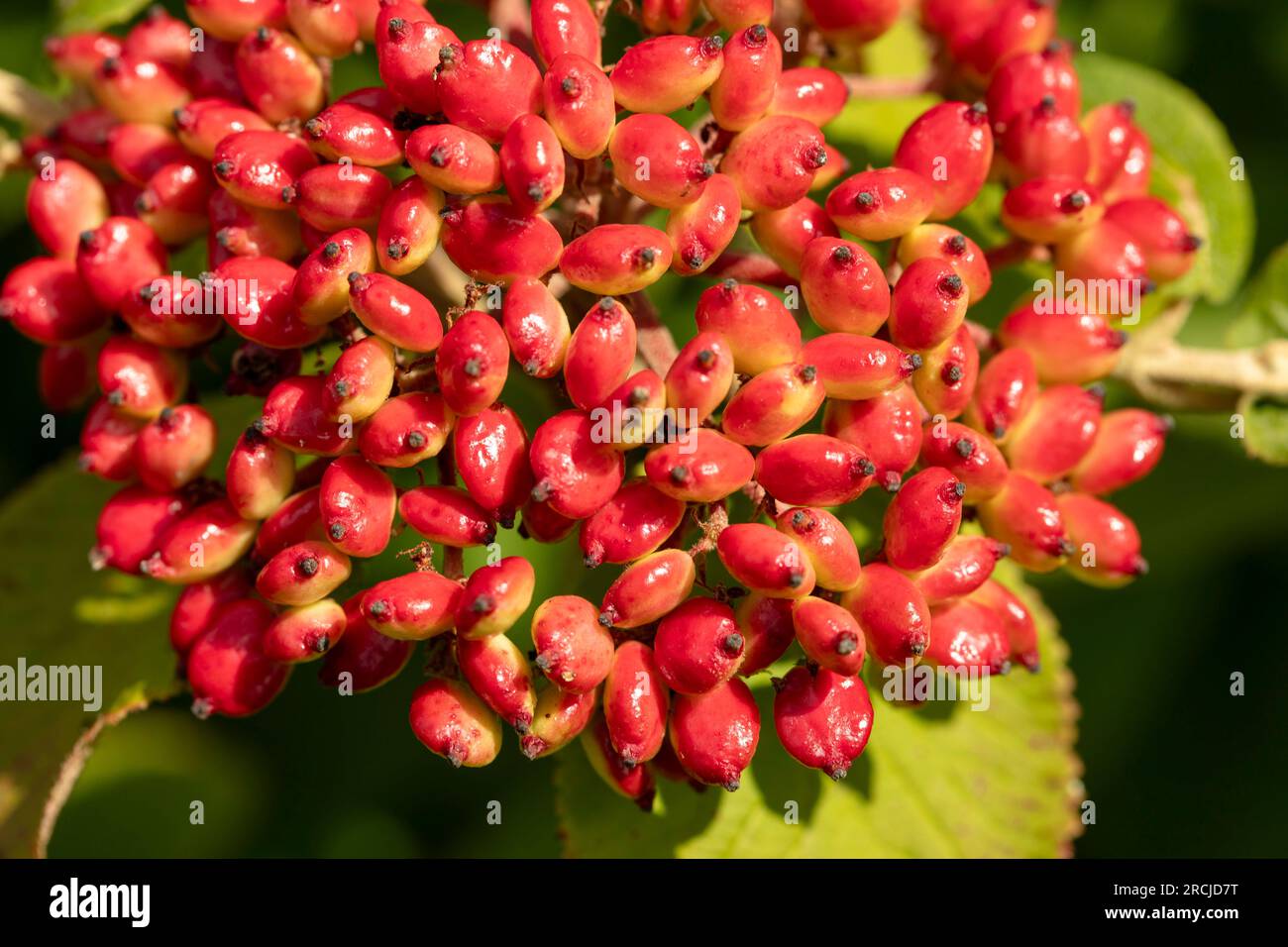 Leuchtende Beeren von Viburnum lantana (Wayfarer-Pflanze). Natürliches Nahaufnahme blühendes Pflanzenporträt bei guter Sommersonne Stockfoto