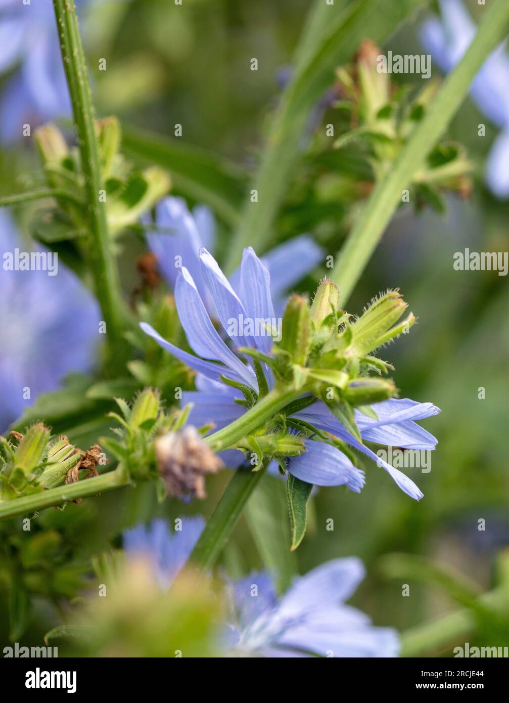 Herrliche Chicorée 'Chiavari' Blume in herrlicher Sommersonne. Natürliches Nahaufnahme blühendes Pflanzenporträt Stockfoto