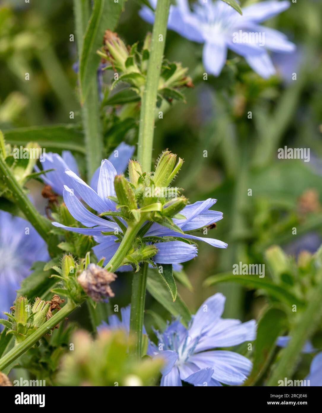 Herrliche Chicorée 'Chiavari' Blume in herrlicher Sommersonne. Natürliches Nahaufnahme blühendes Pflanzenporträt Stockfoto