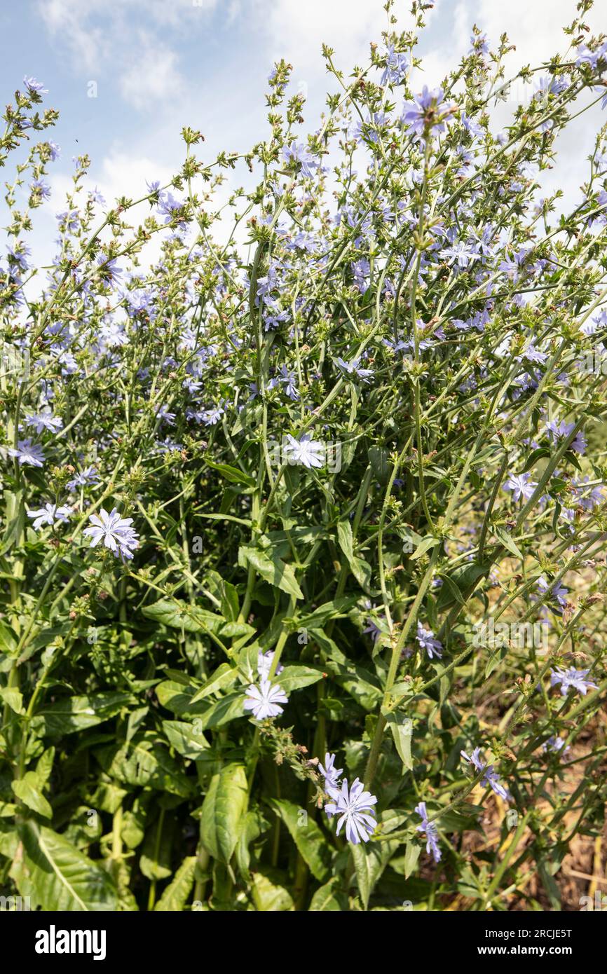 Herrliche Chicorée 'Chiavari' Blume in herrlicher Sommersonne. Natürliches Nahaufnahme blühendes Pflanzenporträt Stockfoto