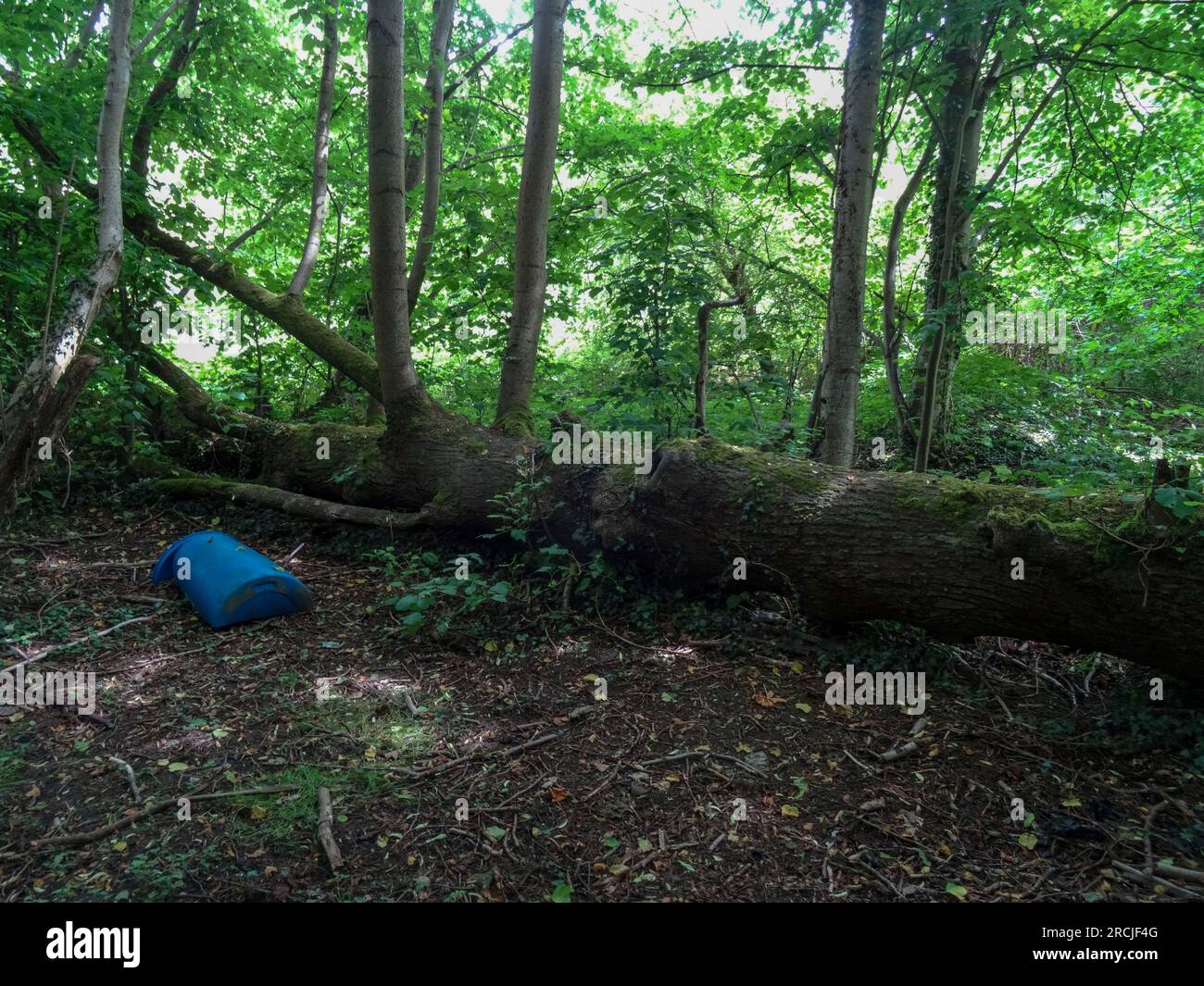 Natürliche, intime Landschaft, die die Farben, Muster und Texturen der gefundenen Umgebung demonstriert Stockfoto