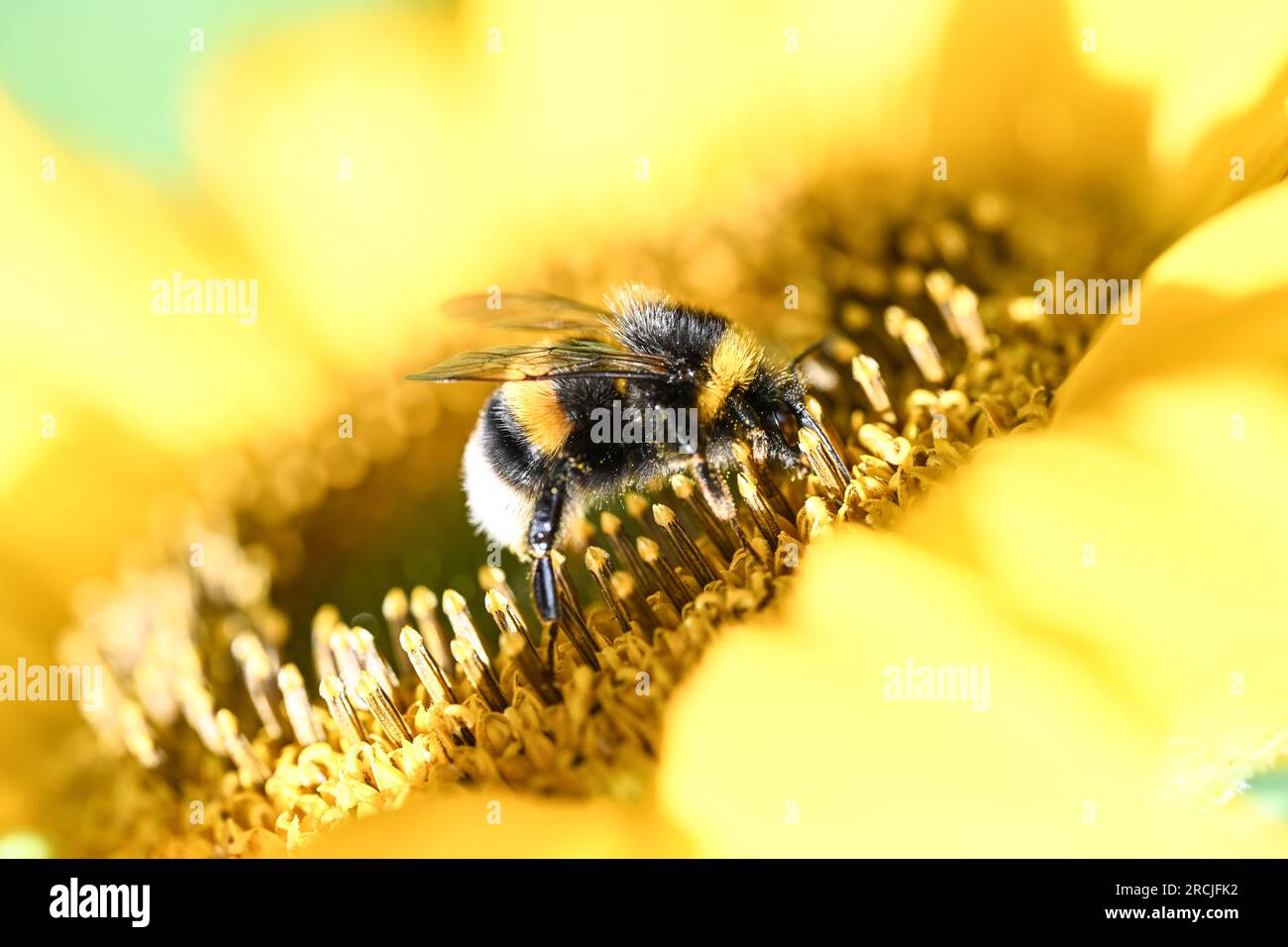 Boekzetelerfehn, Deutschland. 15. Juli 2023. Eine Hummel ist auf der Blüte einer Sonnenblume zu sehen. Wochenendurlauber und Touristen suchten am Samstag Abkühlung an den Küsten und Binnengewässern. Mit den individuellen Duschen um 12 Uhr kündigte sich eine Kaltfront nach deutschem Wetterdienst (DWD) an, die die heiße Luft um 30 Grad verdrängen sollte. Sonntags erwartete ein Meteorologe etwa 23 Grad in Ostfriesien, etwa 27 Grad in Hannover. Kredit: Lars Penning/dpa/Alamy Live News Stockfoto