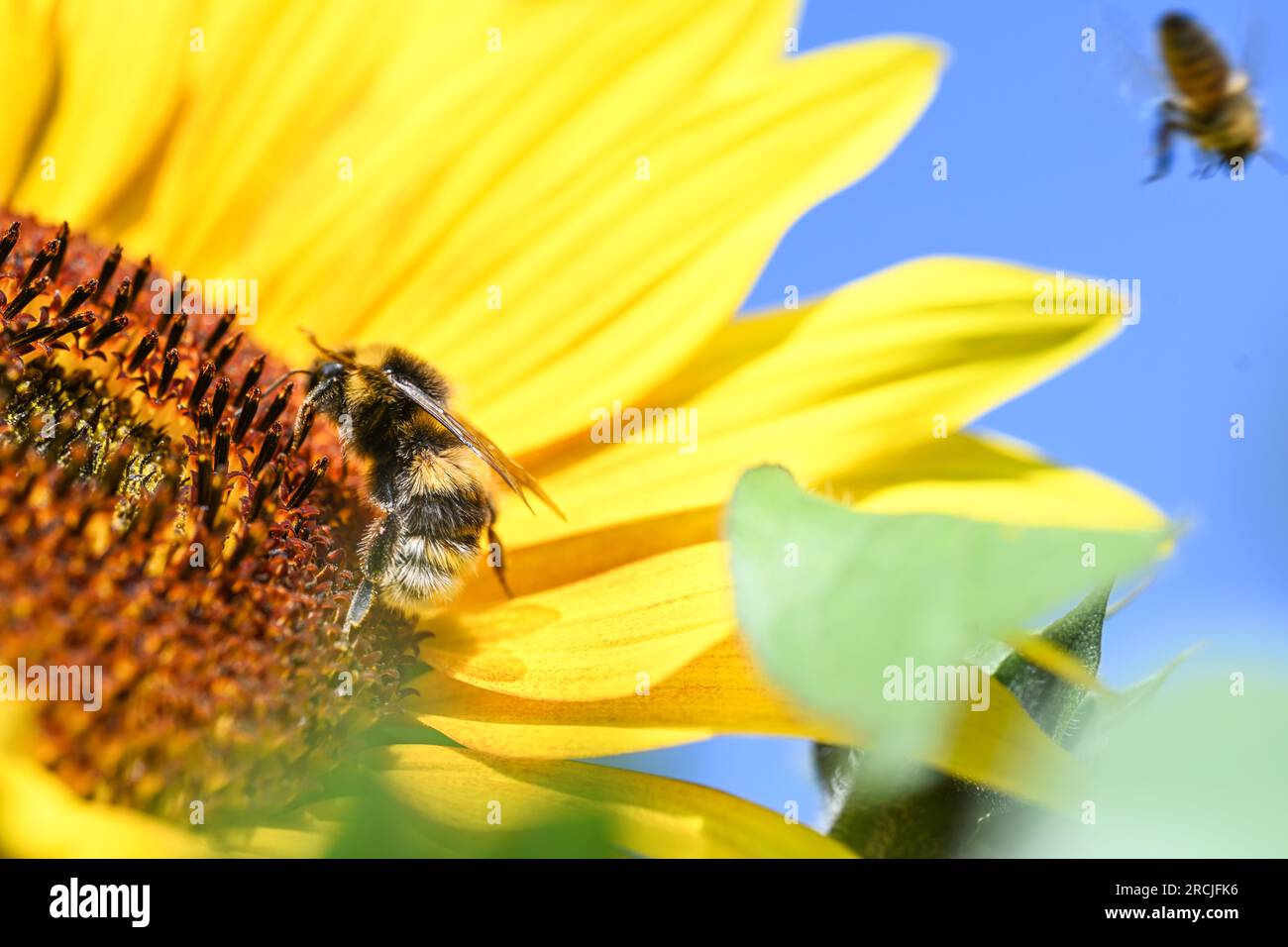 Boekzetelerfehn, Deutschland. 15. Juli 2023. Eine Hummel ist auf der Blüte einer Sonnenblume zu sehen, während der Himmel noch blau ist. Wochenendurlauber und Touristen haben sich am Samstag an den Küsten und Binnengewässern nach Abkühlung gesehnt. Mit den individuellen Duschen um 12 Uhr kündigte sich eine Kaltfront nach deutschem Wetterdienst (DWD) an, die die heiße Luft um 30 Grad verdrängen sollte. Sonntags erwartete ein Meteorologe etwa 23 Grad in Ostfriesien, etwa 27 Grad in Hannover. Kredit: Lars Penning/dpa/Alamy Live News Stockfoto