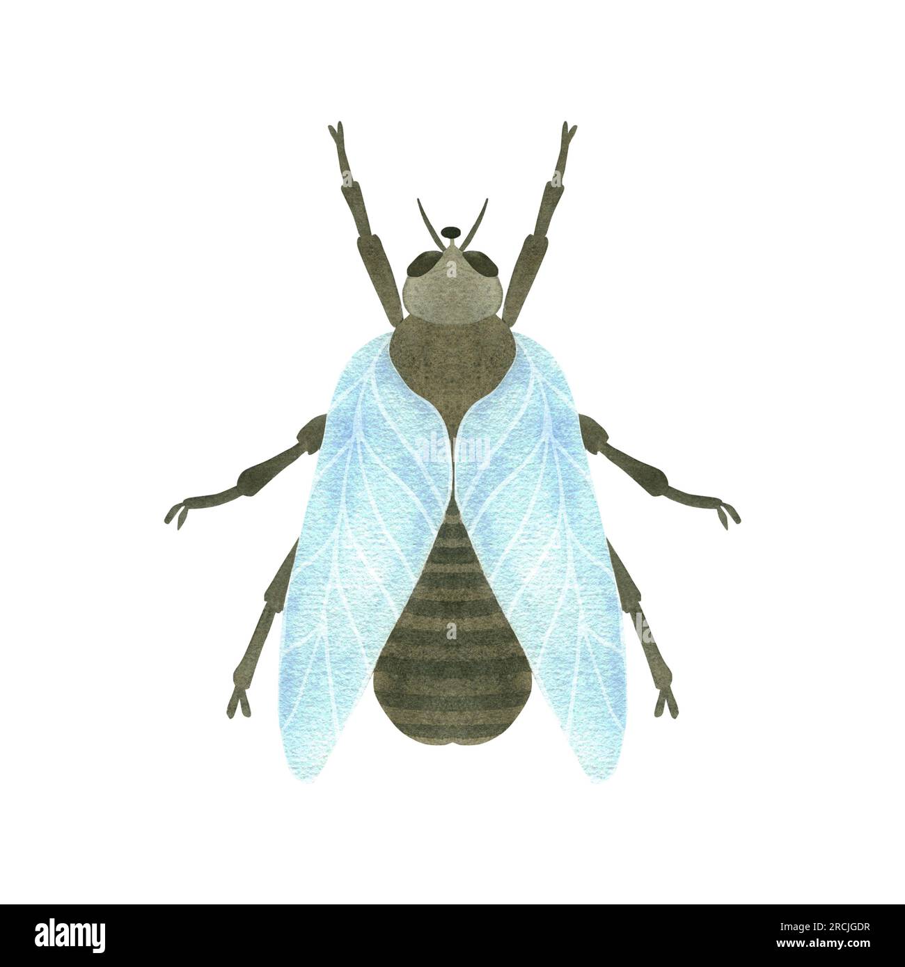Süße Fliege mit blauen Flügeln, Insekten-Nahaufnahme. Aquarelldarstellung auf weißem Hintergrund hervorgehoben. EIN SATZ TIERGESICHTER. Geeignet für Textilien, PA Stockfoto