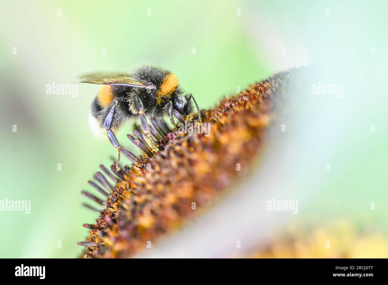 Boekzetelerfehn, Deutschland. 15. Juli 2023. Eine Hummel ist auf der Blüte einer Sonnenblume zu sehen. Wochenendurlauber und Touristen suchten am Samstag Abkühlung an den Küsten und Binnengewässern. Mit den individuellen Duschen um 12 Uhr kündigte sich eine Kaltfront nach deutschem Wetterdienst (DWD) an, die die heiße Luft um 30 Grad verdrängen sollte. Sonntags erwartete ein Meteorologe etwa 23 Grad in Ostfriesien, etwa 27 Grad in Hannover. Kredit: Lars Penning/dpa/Alamy Live News Stockfoto