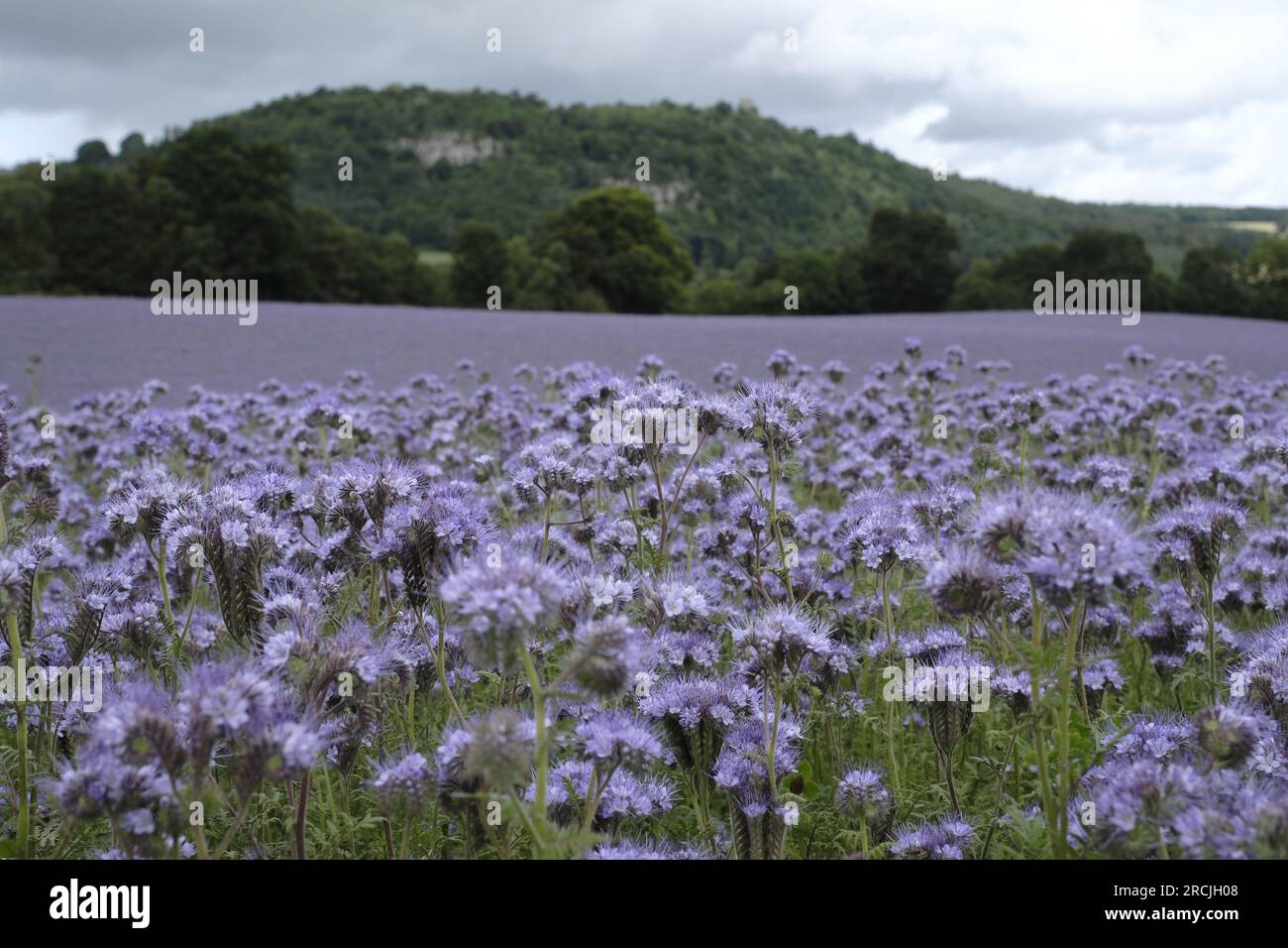 Denholm, Großbritannien. 15. Juli 2023. Ackerbau, Phacelia, Teppich auf den Feldern in der Nähe von Denholm an der schottischen Grenze. Die als Bodenverbesserer verwendete Kultur. Eine jährliche Spezies. Phacelia verhindert aufgrund seiner schnellen Ansiedlung wirksam das Auslaugen von Stickstoff und unterdrückt Unkraut. Auch wenn sie nicht als tief verwurzelte Art bekannt ist, ist ihre dichte Zone mit flachen Wurzeln sehr gut bei der Konditionierung der oberen 3-4cm des Bodens. Kredit: Rob Gray/Alamy Live News Stockfoto