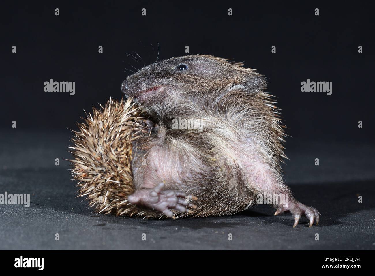 Juvenile Igel, selbstnervig Stockfoto