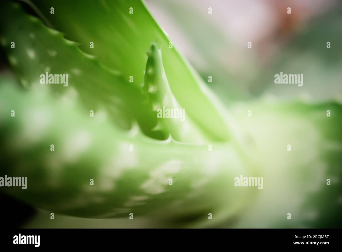 Heilkraft im Blatt. Aloe Vera mit seinen saftigen grünen Blättern ist eine starke Quelle der natürlichen Medizin. Das Gel wird vorsichtig aus dem Inneren extrahiert Stockfoto