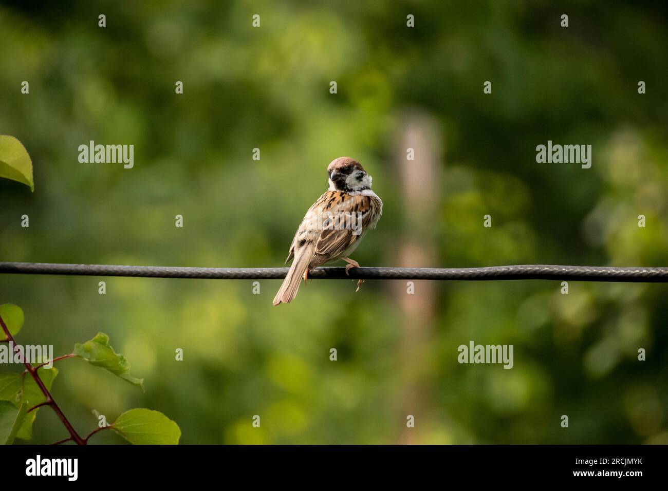 Kleiner brauner Spatzen in einem wald auf einer Stromleitung/einem Kabel mit verdrehtem Kopf Stockfoto