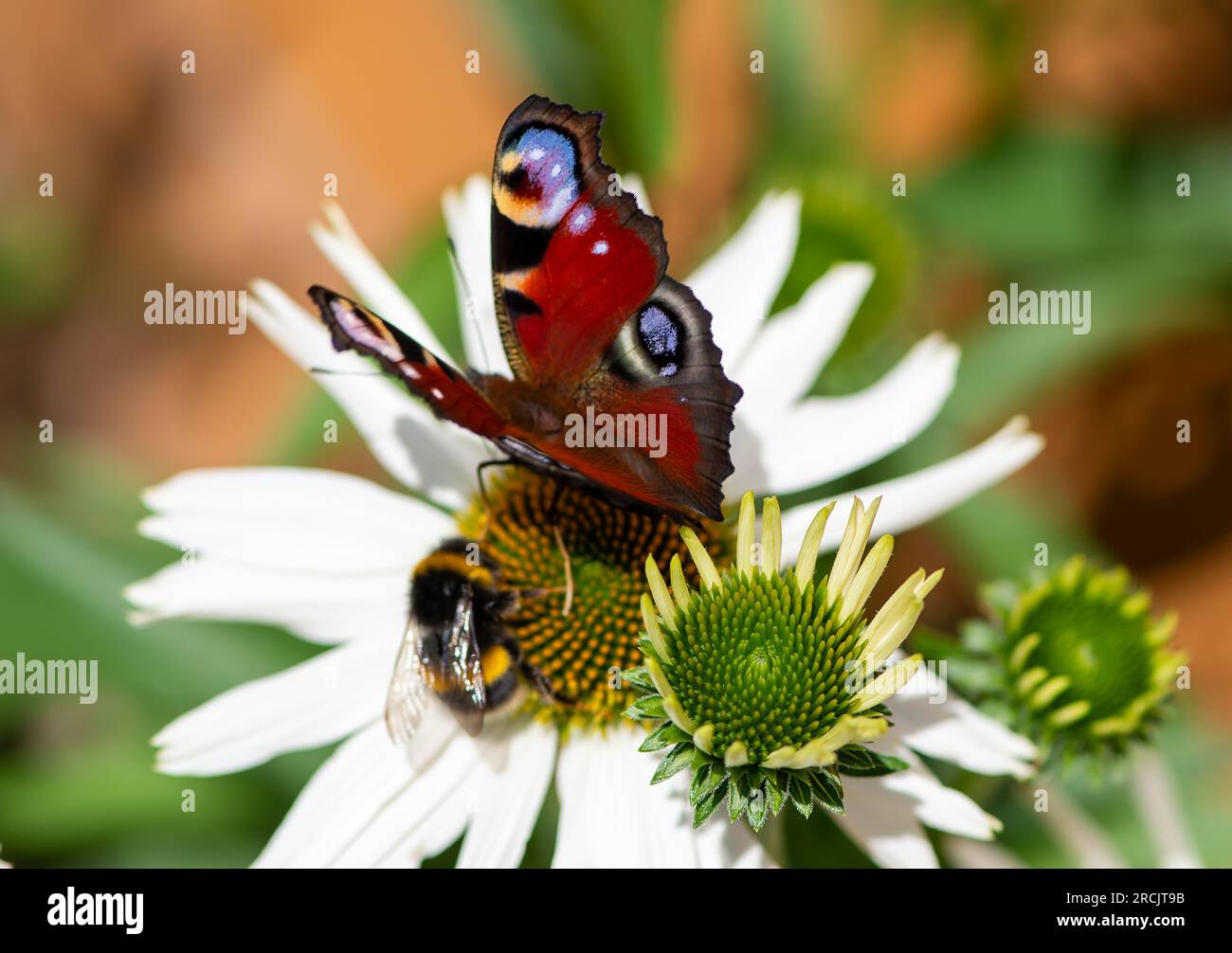 Windsor, Berkshire, Großbritannien. 15. Juli 2023. Ein Inachis io, Peacock Butterfly, konkurriert mit einer Bumble Biene, um Pollen in einer Echinacea-Gänseblümchen zu ernähren. Peacock Butterflieder zeigen oft Augenmarkierungen auf ihren Flügeln, um Raubtiere zu verjagen. Butterfly Conservation ruft Menschen in ganz Großbritannien auf, an der diesjährigen Big Butterfly Count teilzunehmen, die gestern begann und bis zum 6. August läuft, um Wissenschaftlern zu helfen, die Auswirkungen des Klimawandels auf unsere beliebtesten Schmetterlinge zu verstehen. Die Rekordtemperaturen, Hitzewellen und Dürren im vergangenen Jahr haben dazu geführt, dass einige der Pflanzen, von denen Raupen sich ernähren, an verkümmern Stockfoto