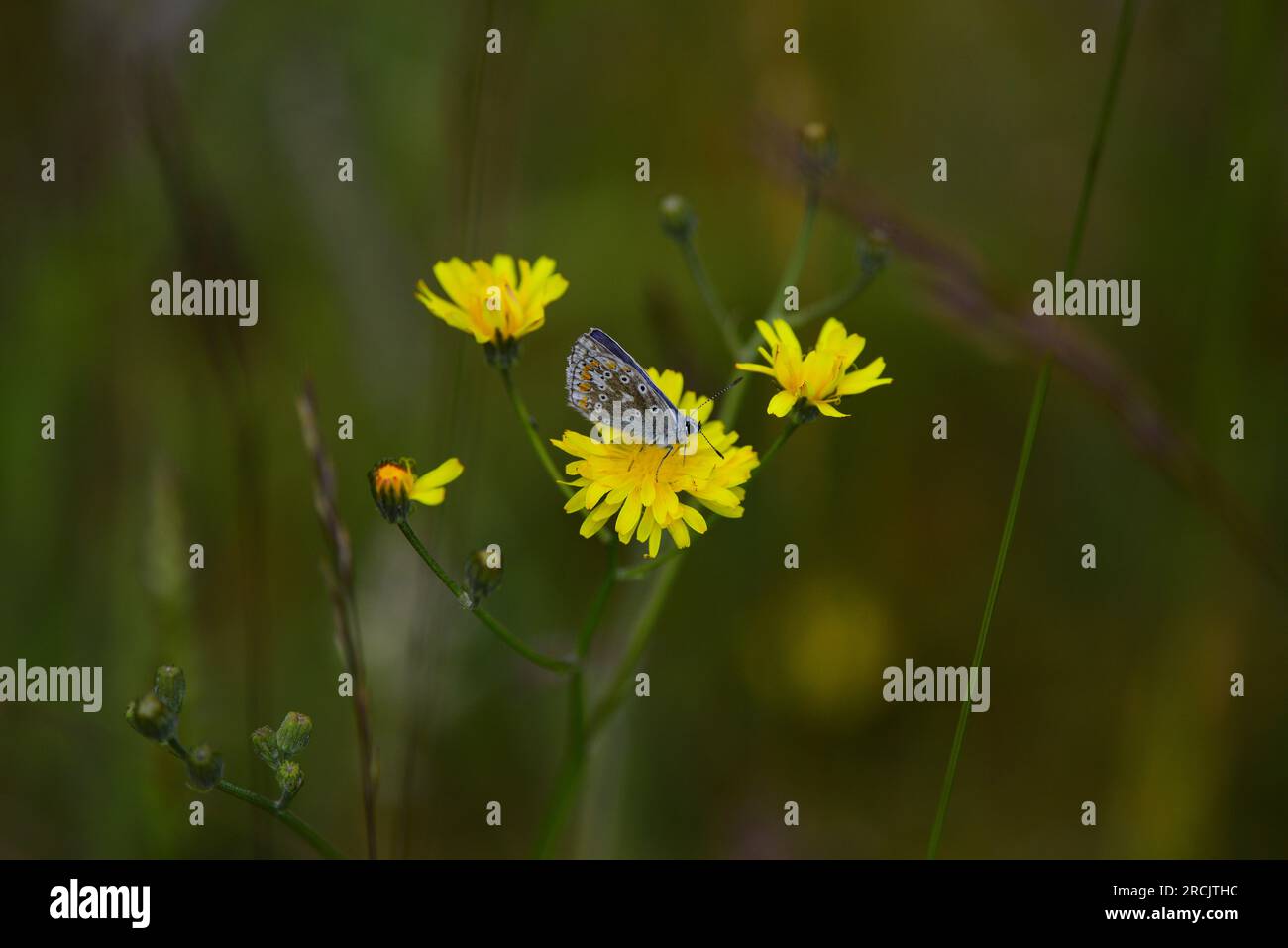 Blauer Polyommatus-ikarus-Schmetterling Stockfoto