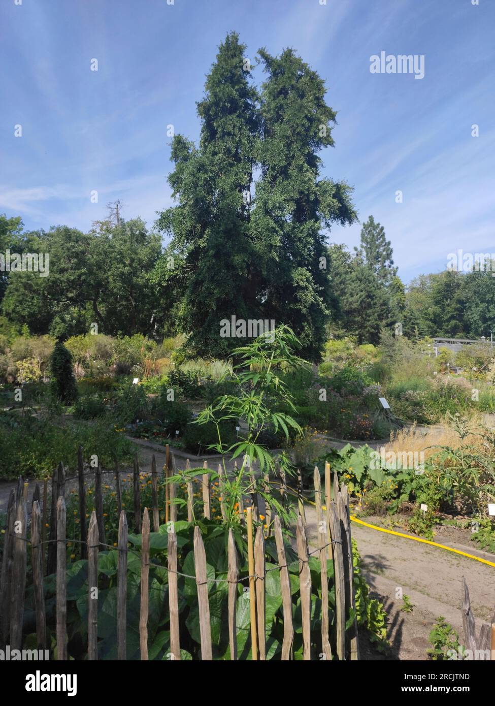 Cannabis sativa kann in Deutschland für medizinische Zwecke angebaut werden. Botanischer Garten Potsdam. Stockfoto