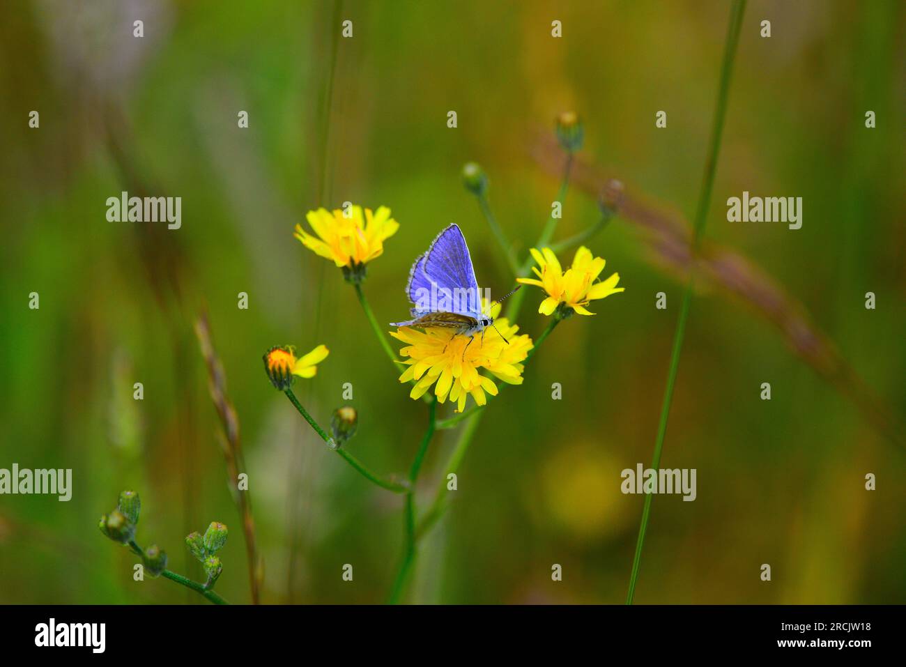 Blauer Polyommatus-ikarus-Schmetterling Stockfoto