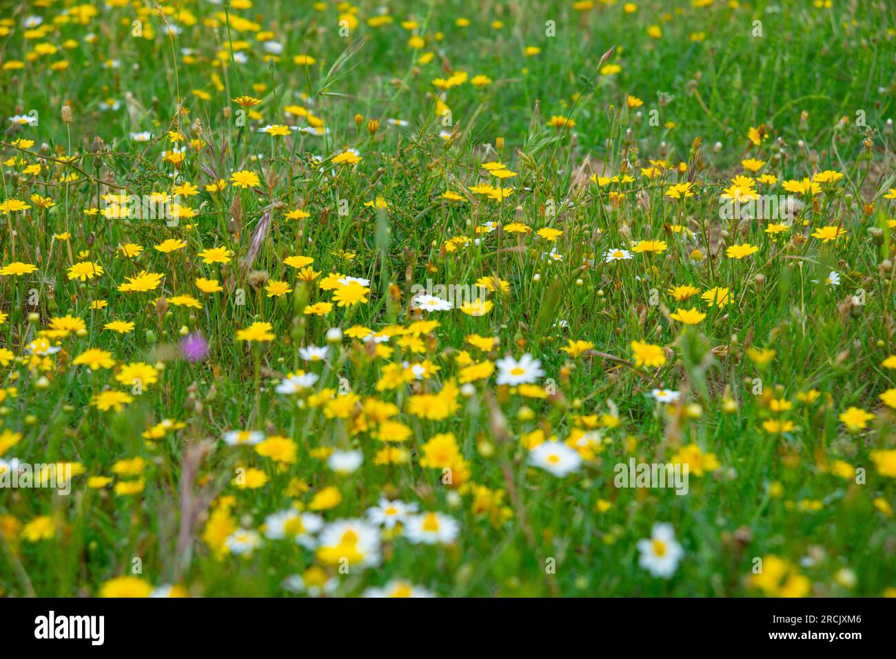 Wilde Blumen Stockfoto