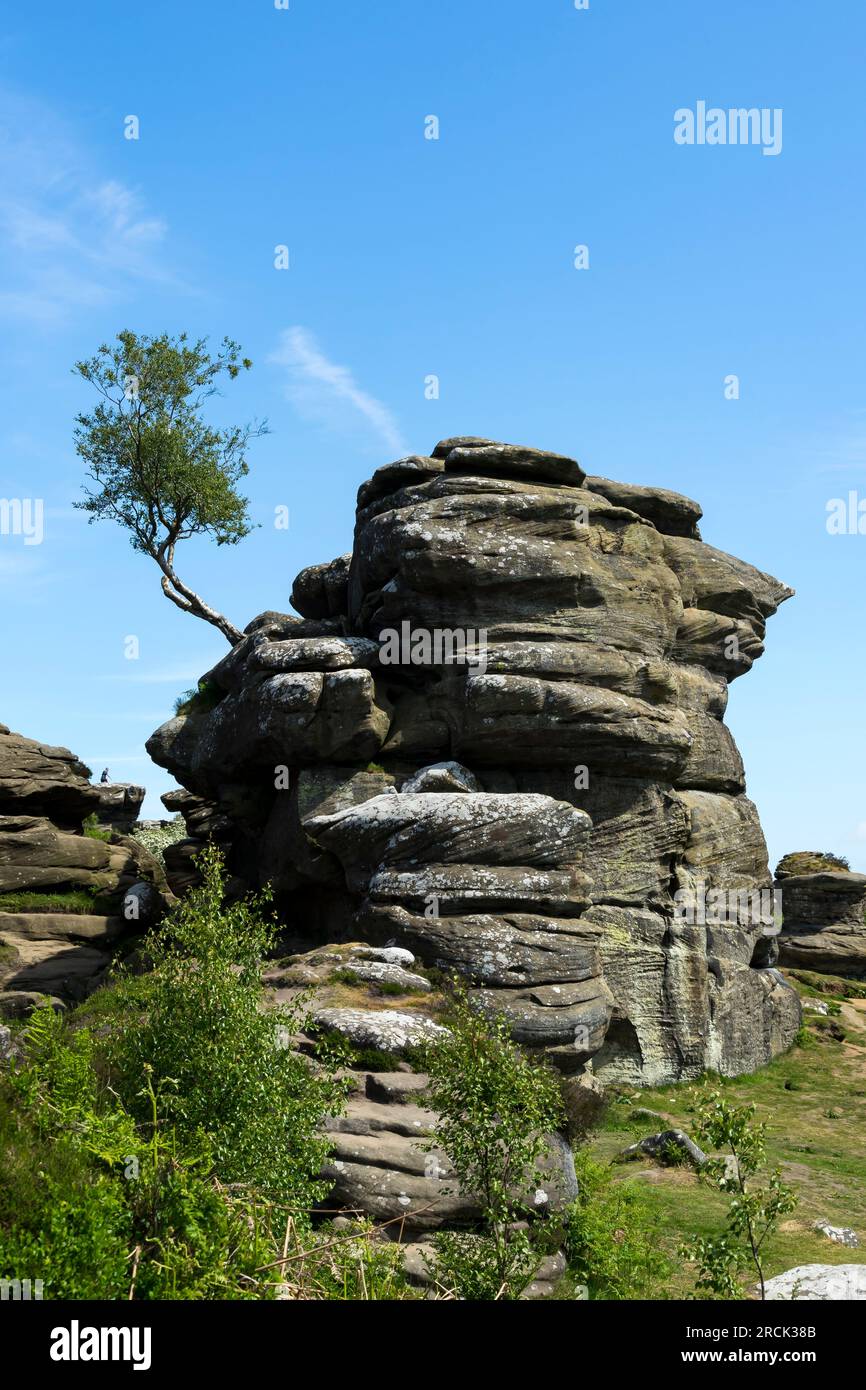 Bäume wachsen aus Fels, Brimham Rocks, Harrogate, North Yorkshire, England, UK Stockfoto