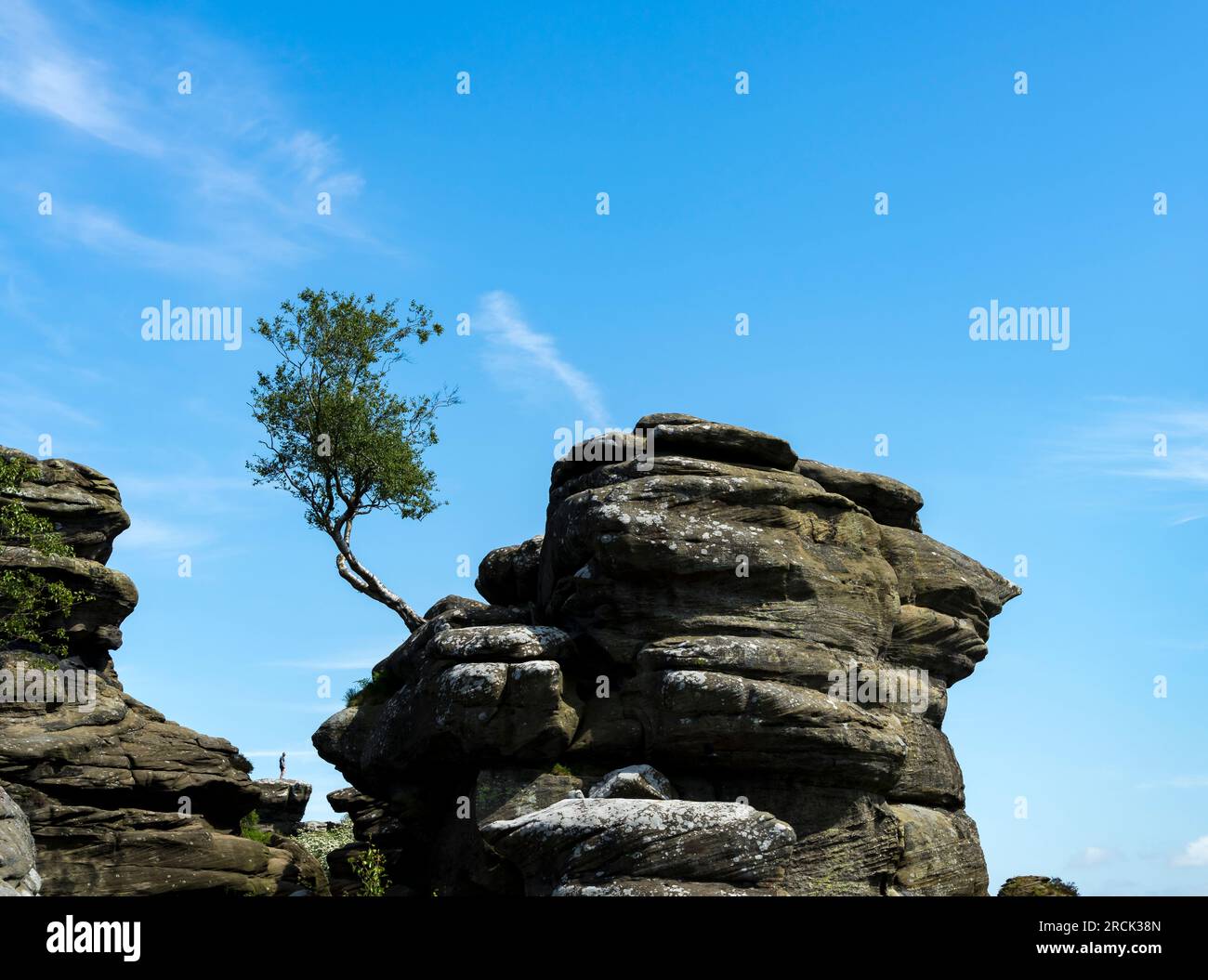 Bäume wachsen aus Fels, Brimham Rocks, Harrogate, North Yorkshire, England, UK Stockfoto