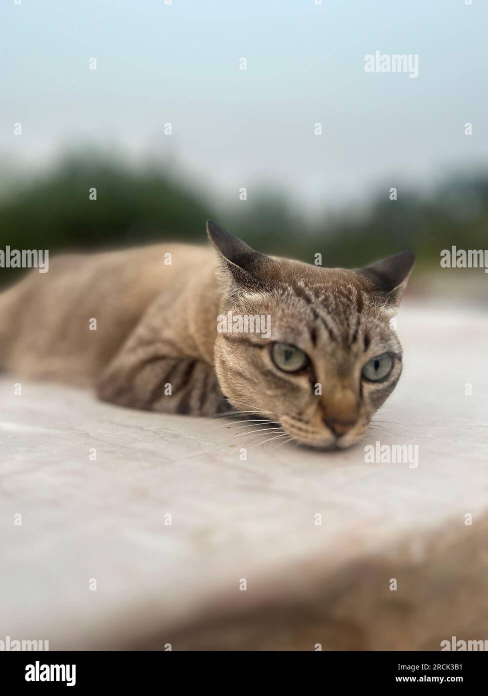 Süße Katze, die auf dem Boden liegt, selektive Konzentration auf die Augen. Stockfoto