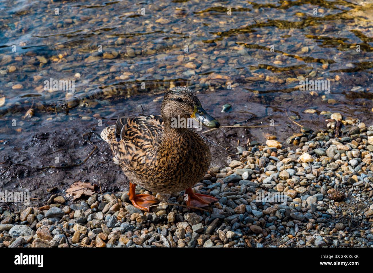 Weibliche Stockente, Glendalough, County Wicklow, Republik Irland Stockfoto