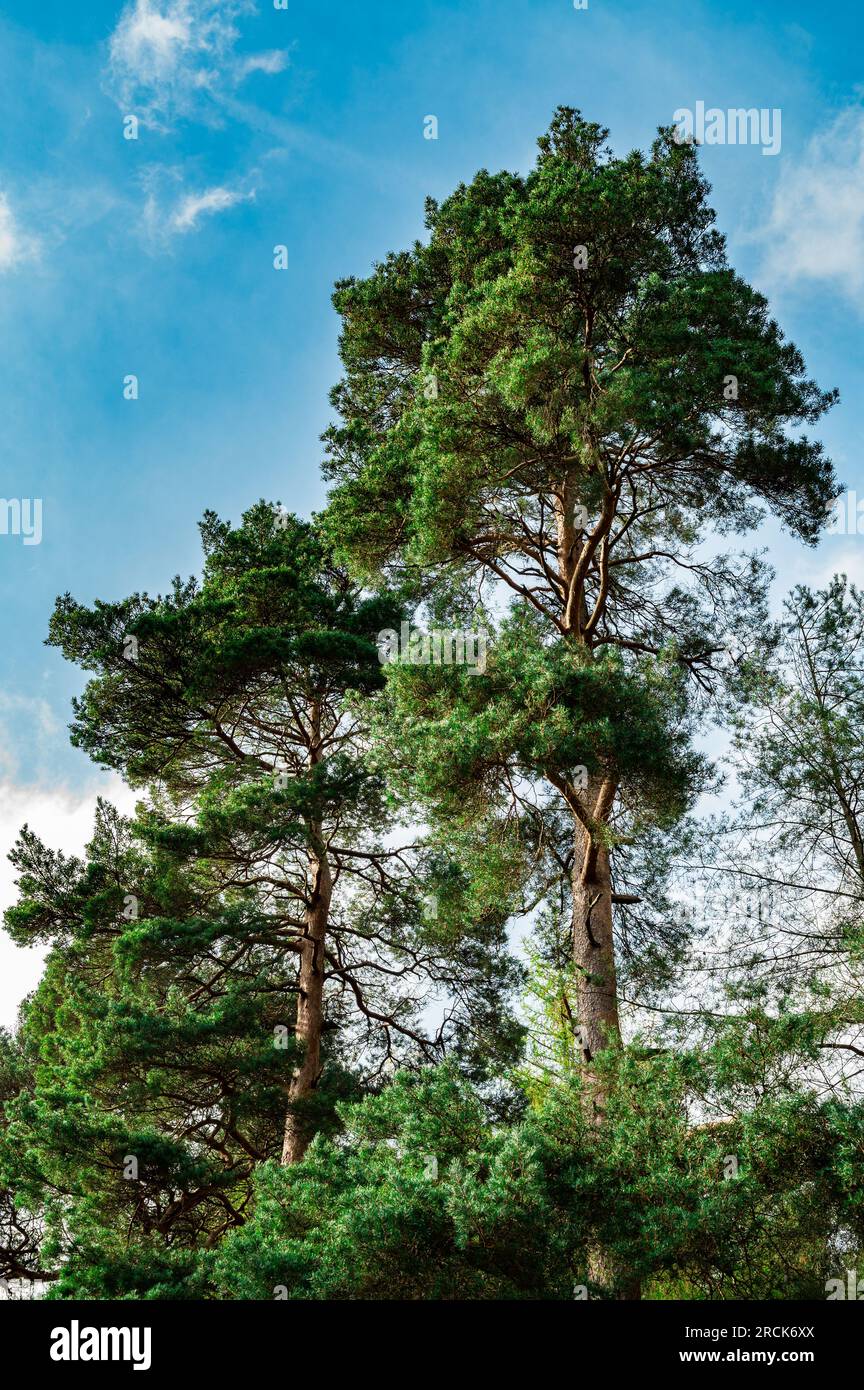 Scots Pine Trees, Glendalough, County Wicklow, Republik Irland Stockfoto