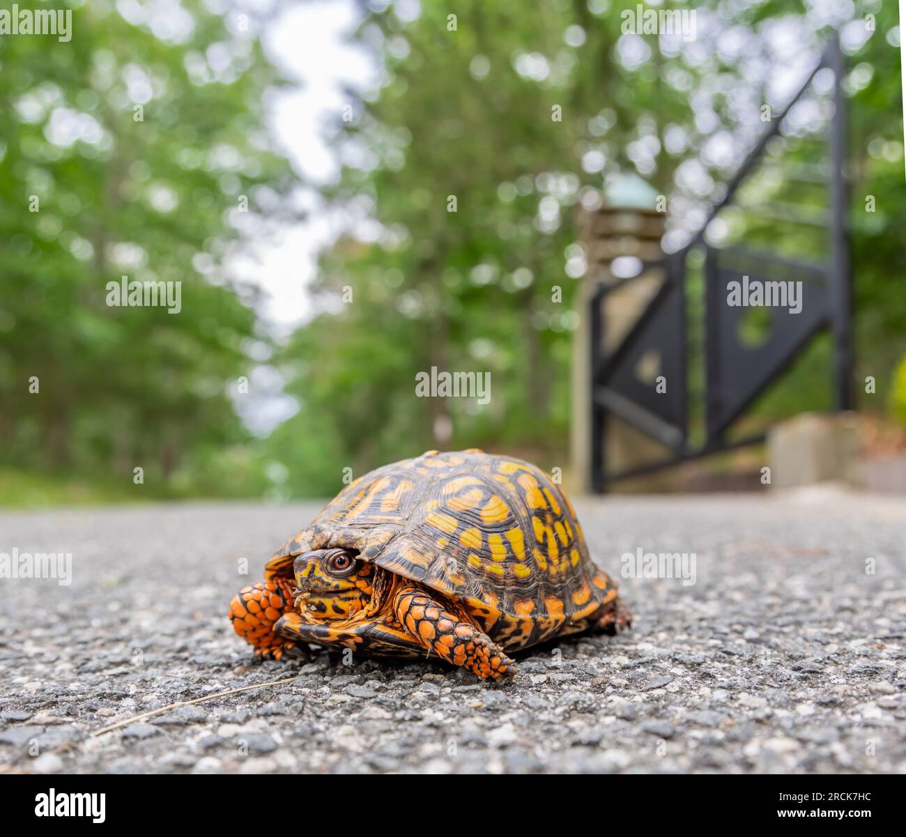 Eine süße Kastenschildkröte in freier Wildbahn Stockfoto