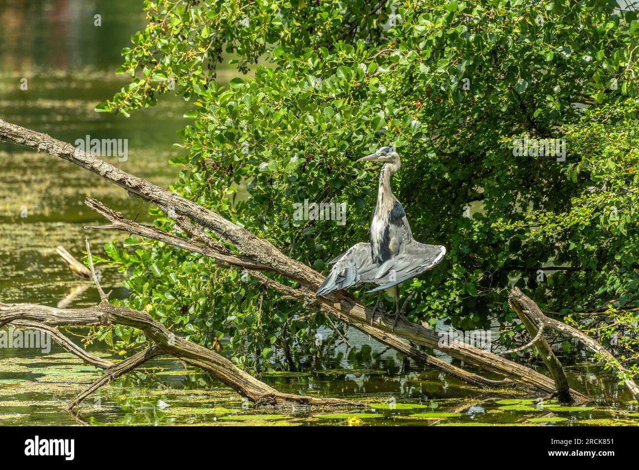 Gray Heron trocknet seine Federn in der Sonne Stockfoto