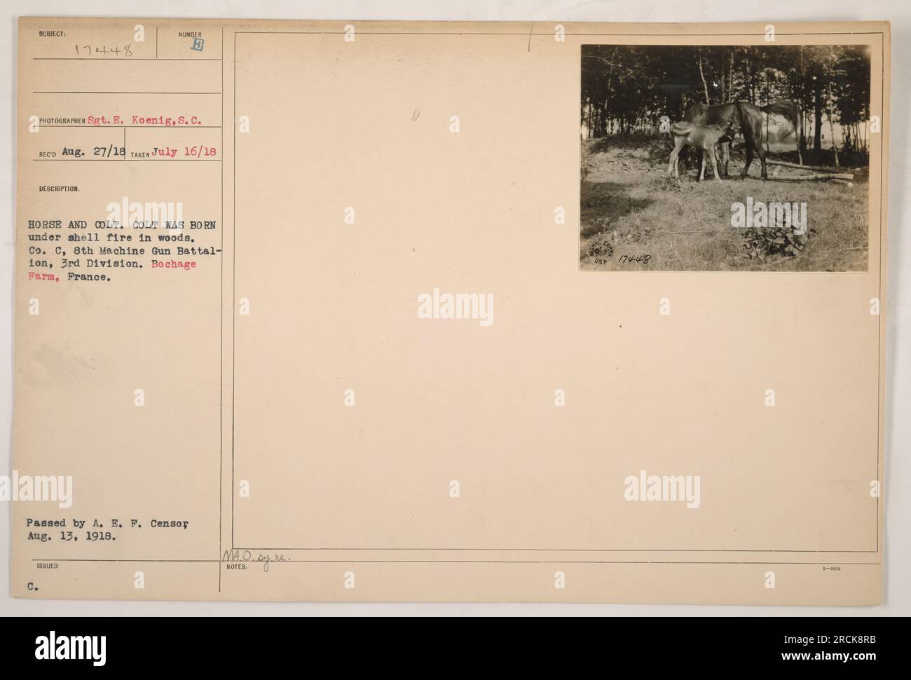 Ein Soldat aus Co C, 8. Maschinengewehrbataillon, 3. Division, posiert mit einem Pferd und seinem colt auf der Bochage Farm in Frankreich. Der colt wurde unter Patronenfeuer im Wald geboren. Dieses Foto wurde am 16. Juli 1918 von Sergeant E. Koenig aufgenommen. Stockfoto