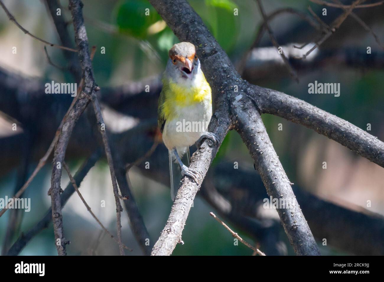 Der Tropenvogel Pitiguari (Cyclarhis gujanensis) im selektiven Fokus Stockfoto