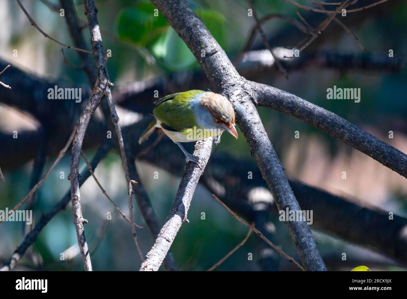 Der Tropenvogel Pitiguari (Cyclarhis gujanensis) im selektiven Fokus Stockfoto