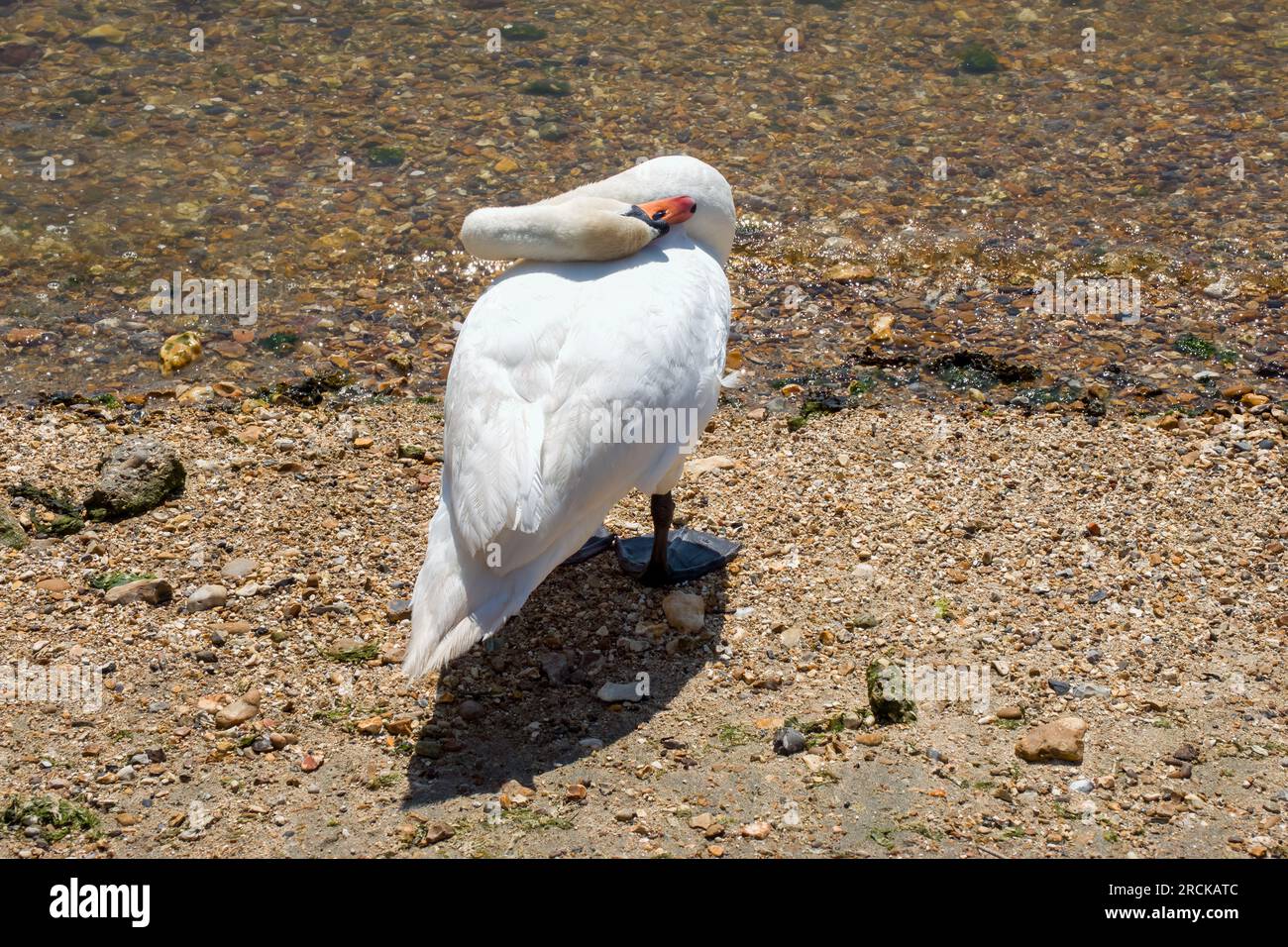 Nahaufnahme eines cygnus-Schwans am Strand mit dem Meer im Hintergrund Stockfoto