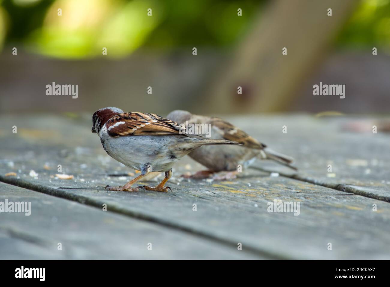 Männlicher und weiblicher House Sparrow Passer domesticus isst Krümel auf einem hölzernen Picknicktisch Stockfoto