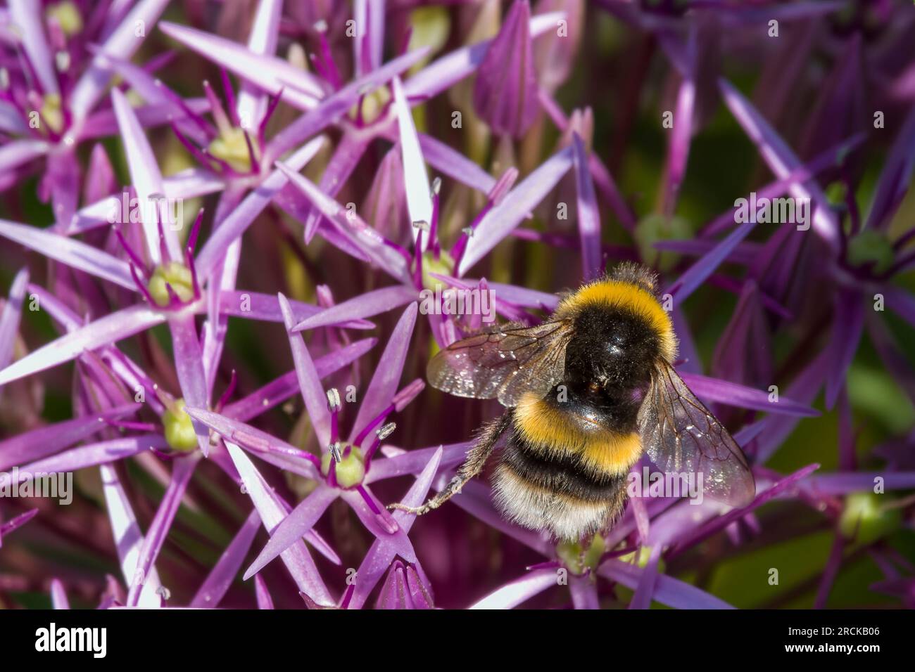 Eine Hummelkeule, die Pollen von schönen violetten Blüten des schwarzen Knoblauch-Allium nigrum sammelt Stockfoto