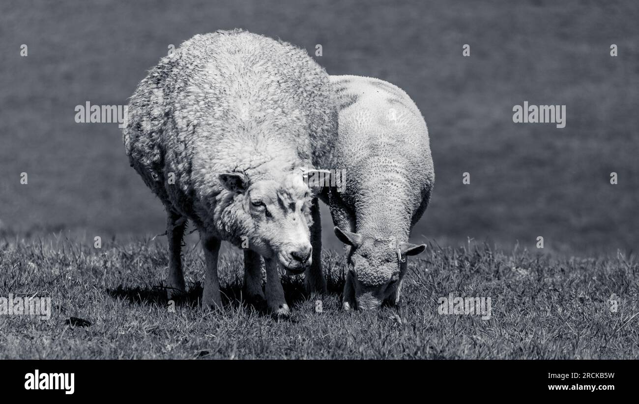 Zwei Schafe Stockfoto