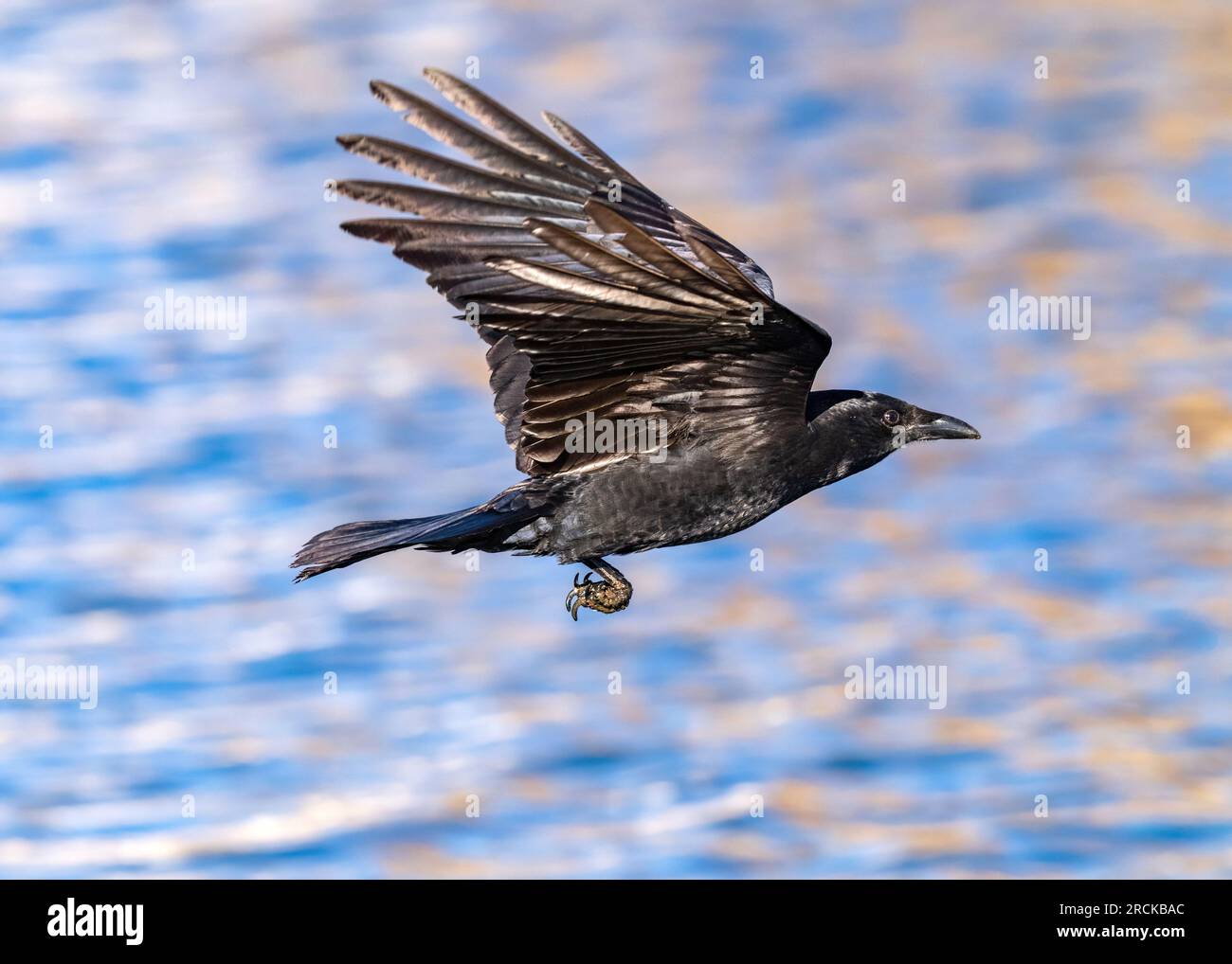 Eine amerikanische Krähe fliegt durch die Luft mit aufrechten Flügeln gegen einen reflektierenden blauen See. Nahaufnahme. Stockfoto