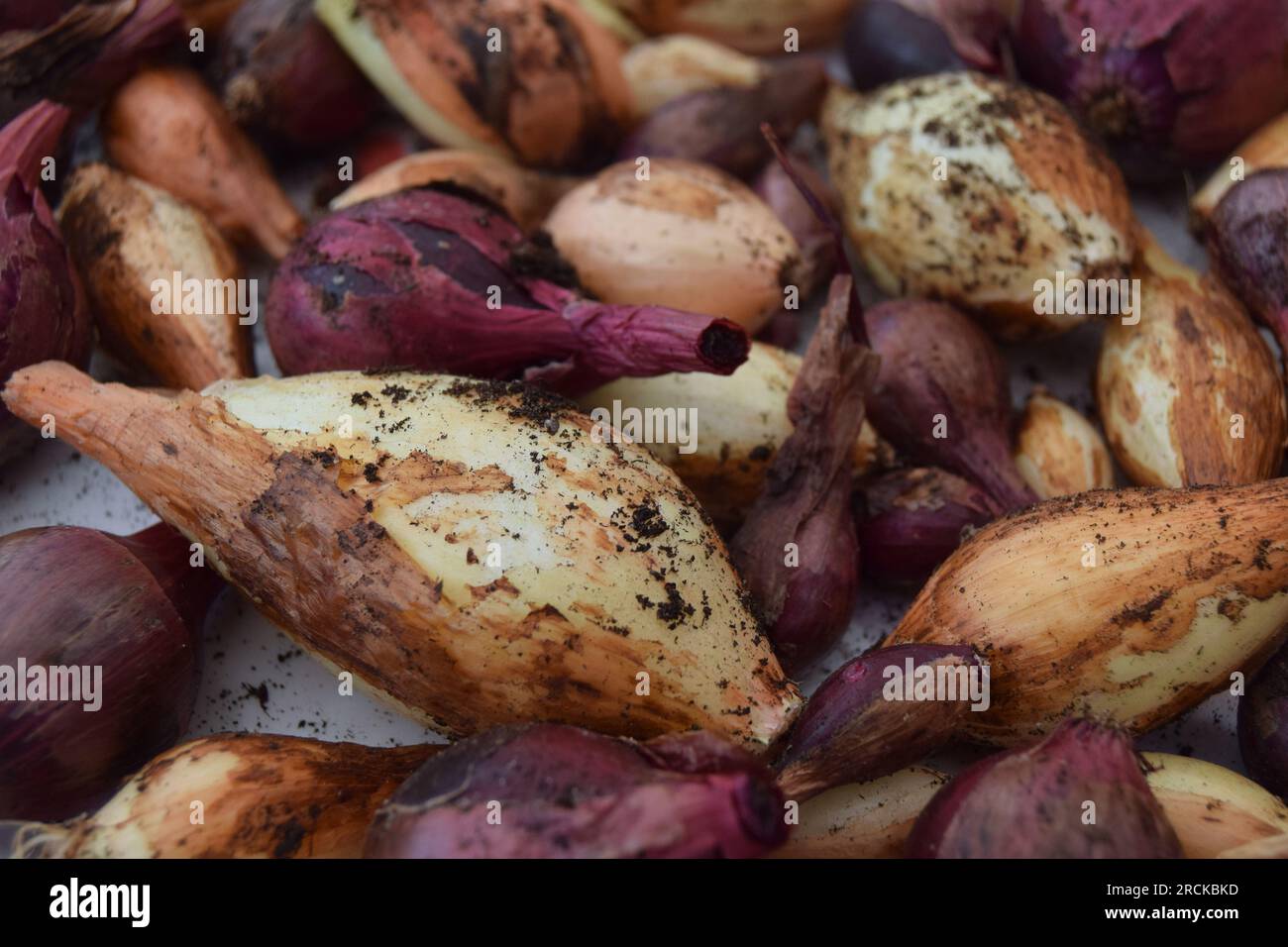 Frisch geerntete Zwiebeln im Home Garden mit Erde auf weißem Hintergrund Stockfoto