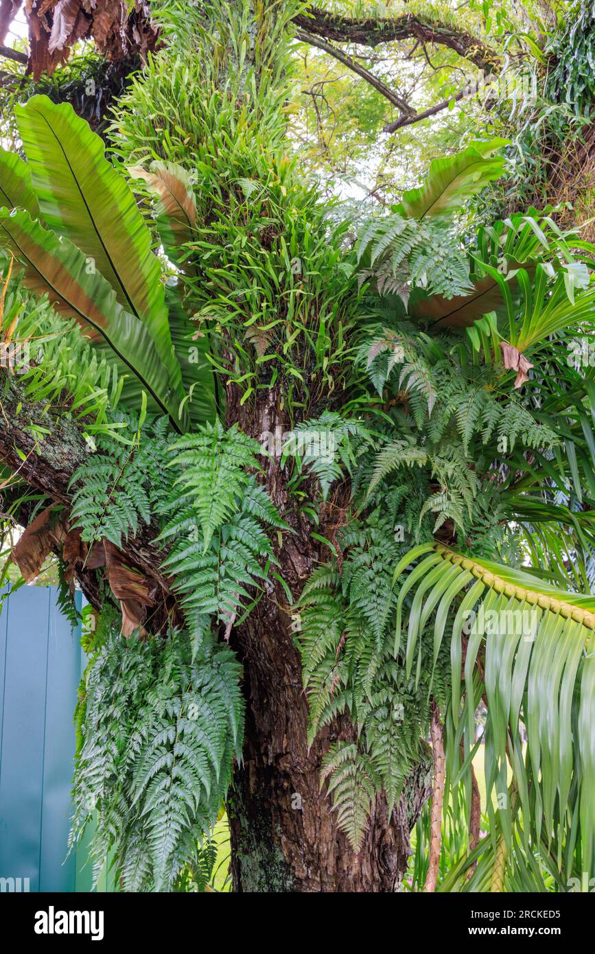 Farne und Epiphyten wachsen an einem Baum in Singapur Stockfotografie -  Alamy