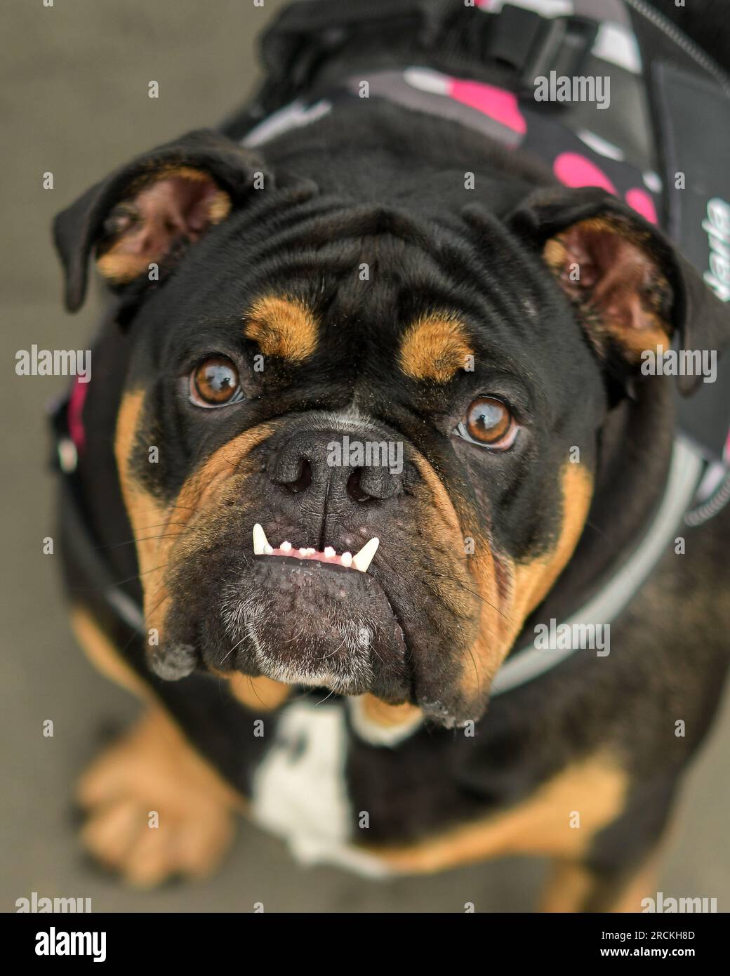 Britische Bulldogge Stockfoto