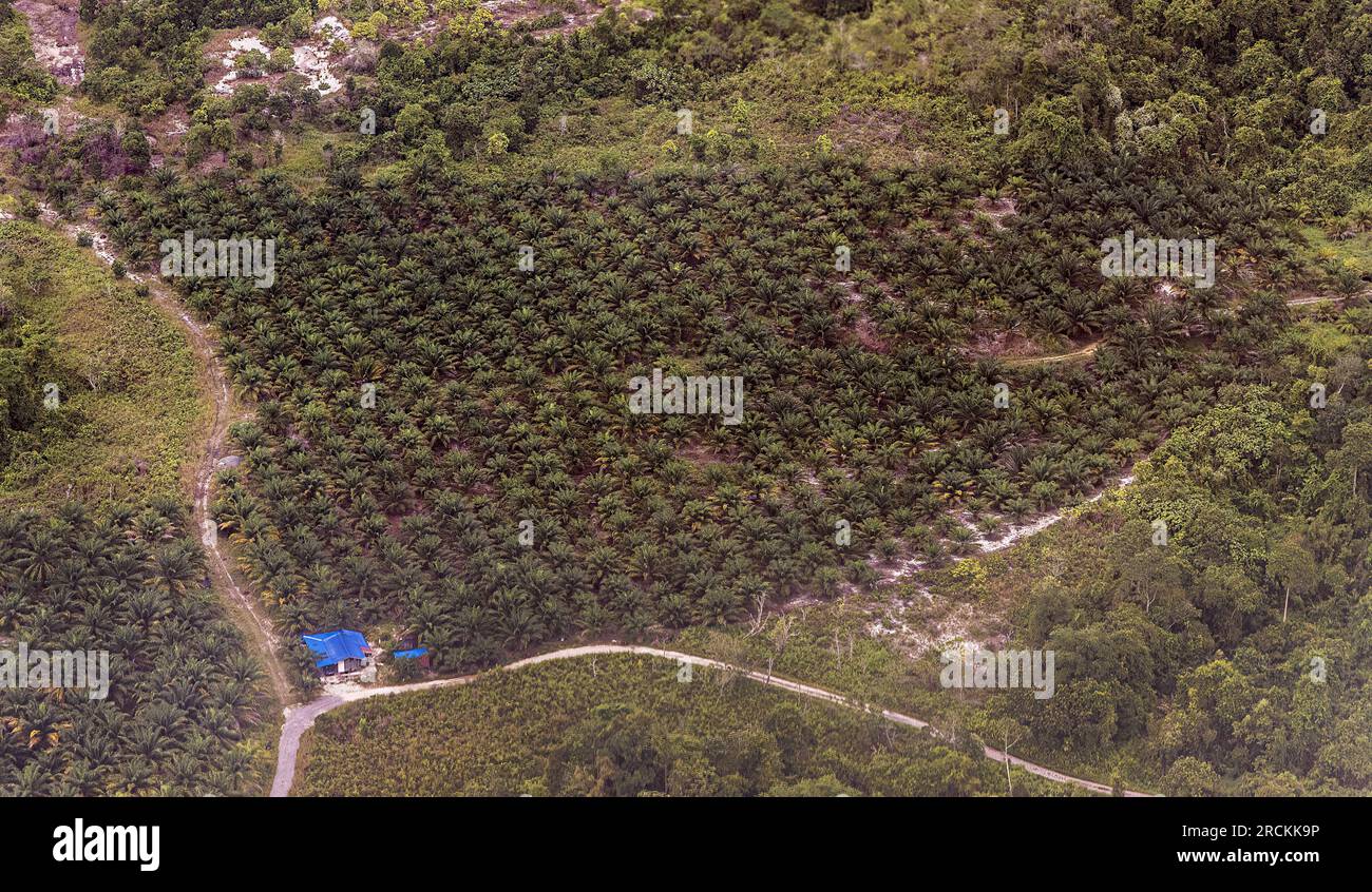 Palmölplantage bei Miri, Malaysia Stockfoto