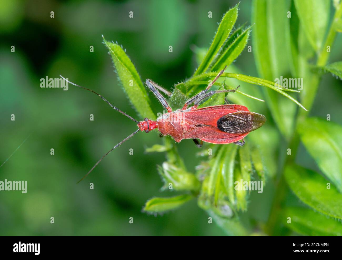 JAPANISCHER Assassin Bug (Cydnocoris russatus). Reduviidae. Kobe, Japan Stockfoto