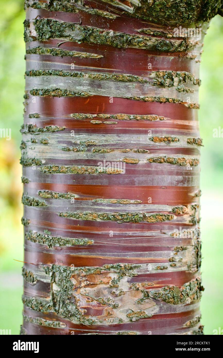 Die dekorative Rinde der Tibetanischen Kirsche, Prunus serrula, Stockfoto