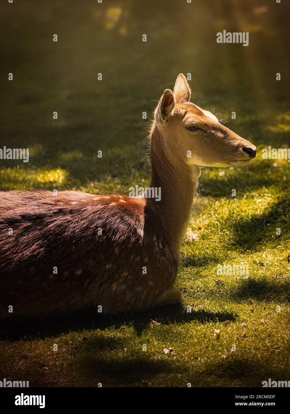 Hirsche, die im warmen Sonnenlicht auf Gras ruhen, ein friedliches Tierporträt mit weichem natürlichem Licht und ruhiger Waldatmosphäre Stockfoto