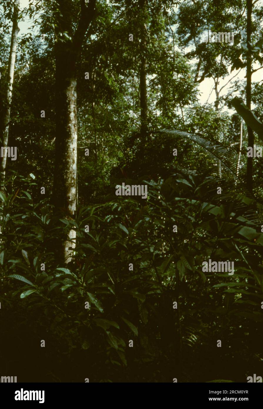 Fotos in Malaysia, Malacca, Muar, Batu Pahat, Rompin, Mersing, Kota Bharu, Endau, Singapur im Jahr 1973. Streetlfe, Märkte, Gummi sammeln und Dörfer. Stockfoto
