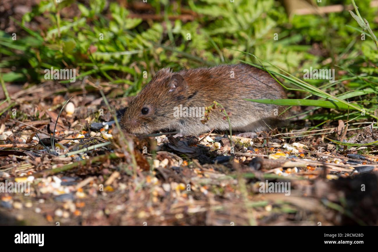 Bankvole (Clethrionomys glareolus) in einem Kiefernwald im Vereinigten Königreich. Stockfoto