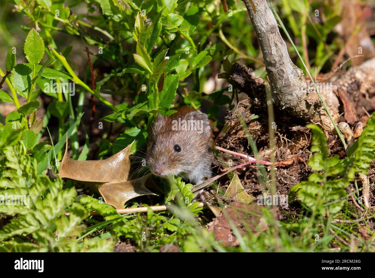Bankvole (Clethrionomys glareolus) in einem Kiefernwald im Vereinigten Königreich. Stockfoto