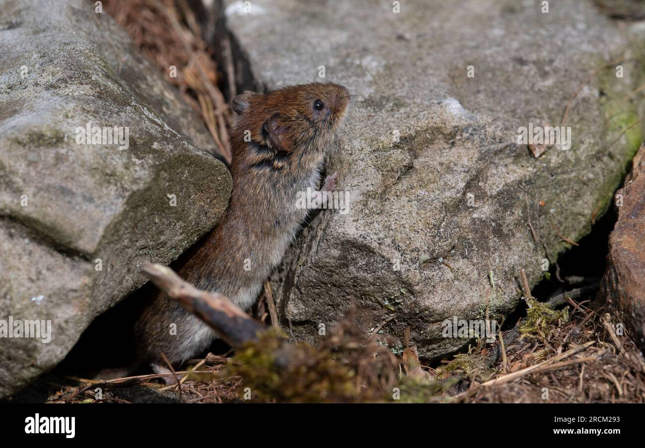 Bankvole (Clethrionomys glareolus) in einem Kiefernwald im Vereinigten Königreich. Stockfoto