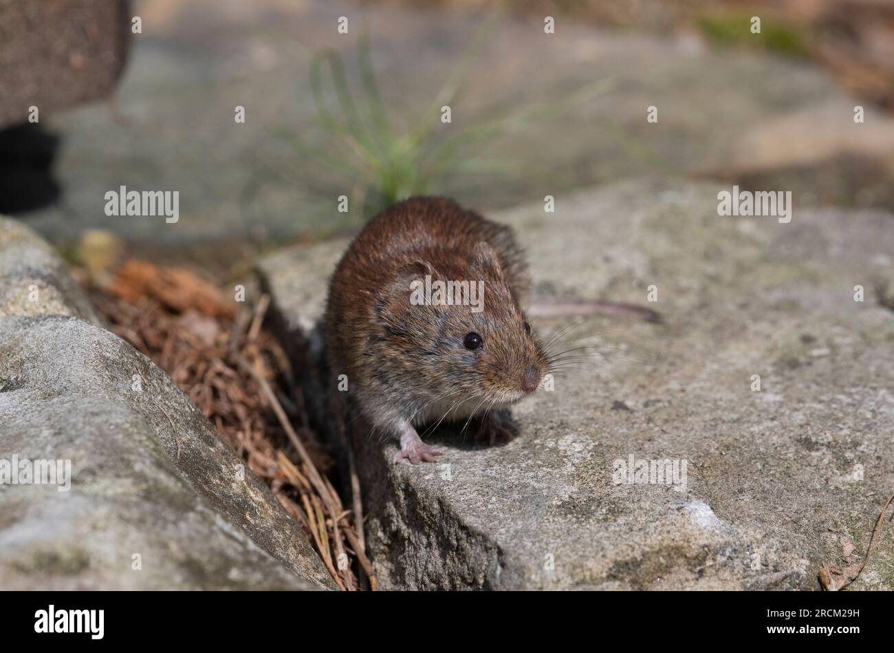 Bankvole (Clethrionomys glareolus) in einem Kiefernwald im Vereinigten Königreich. Stockfoto