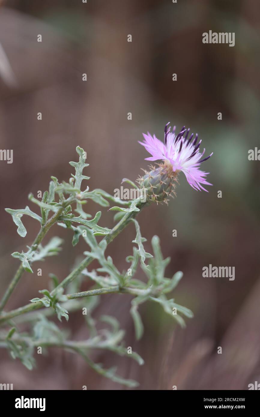 Blume eines weißen Kängurus Stockfoto