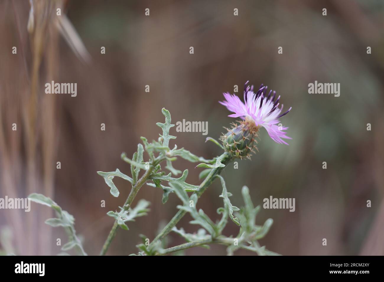 Blume eines weißen Kängurus Stockfoto