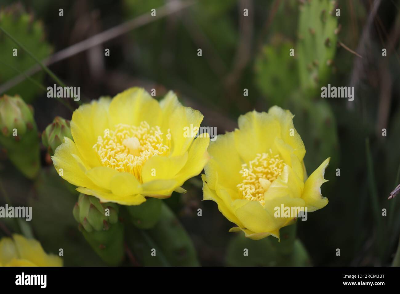 Wunderschöne gelbe Blüten von Opuntia humifusa Stockfoto