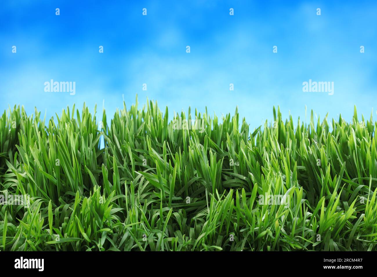 Frische grüne Rasen mit strahlend blauem Himmel Stockfoto